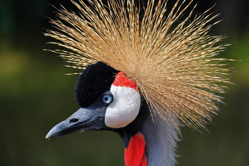 Crane Spreads its Wings